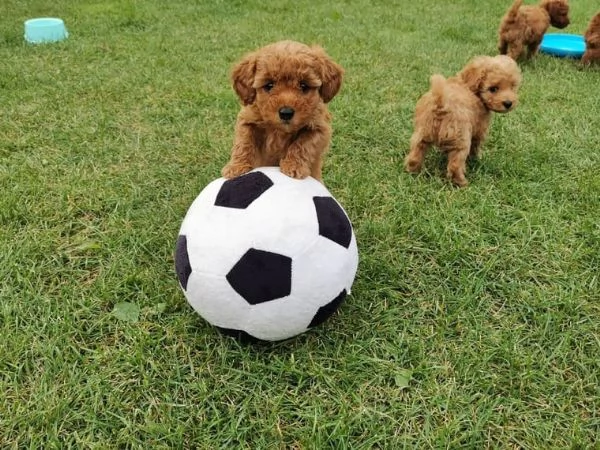  adorabili cuccioli di barboncino toy | Foto 0