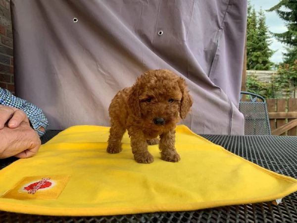 adorabili cuccioli di barboncino toy | Foto 4