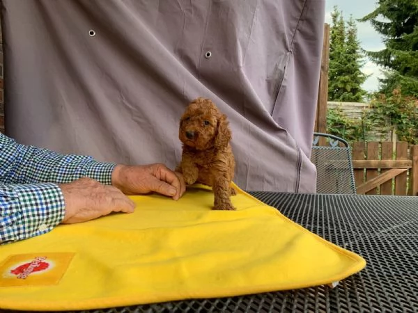 adorabili cuccioli di barboncino toy | Foto 3