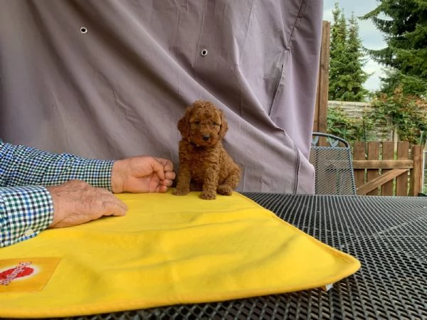 adorabili cuccioli di barboncino toy | Foto 1