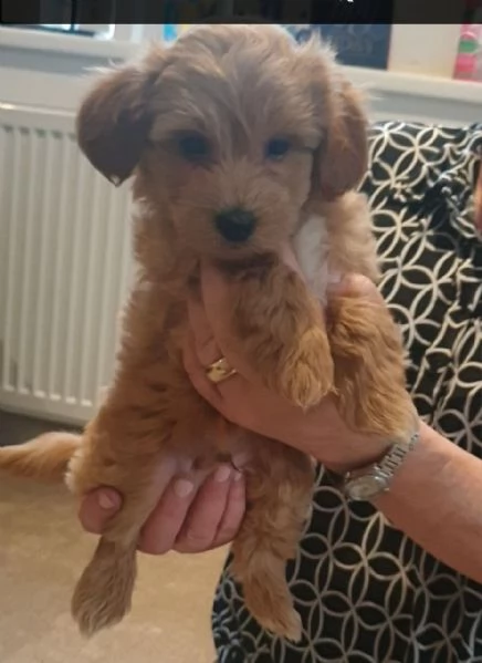 adorabili cuccioli di barboncino toy | Foto 0