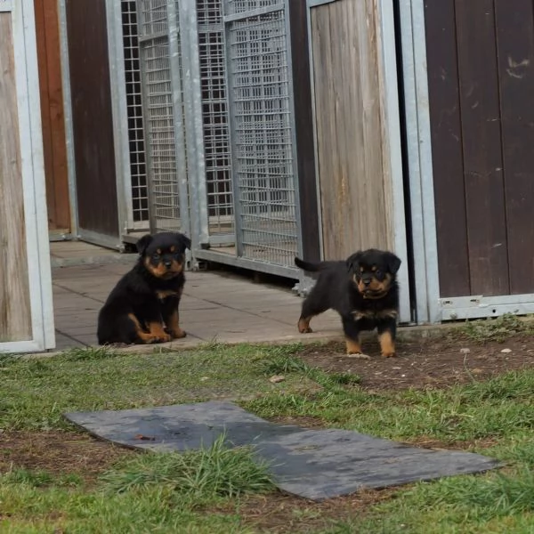 Disponibili cuccioli rottweiler | Foto 2