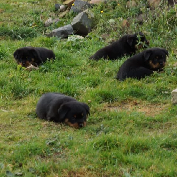 Disponibili cuccioli rottweiler | Foto 4