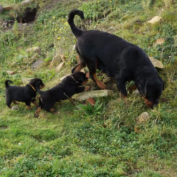 Disponibili cuccioli rottweiler | Foto 0