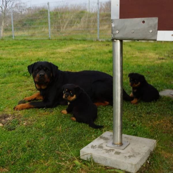 Disponibili cuccioli rottweiler | Foto 4