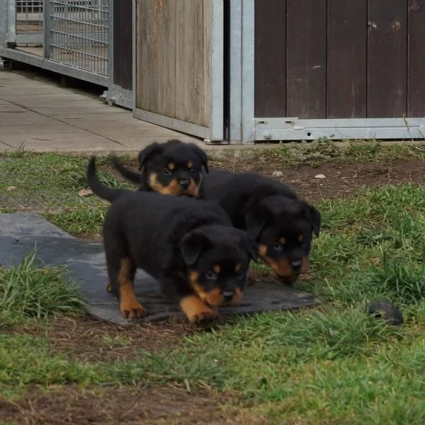 Disponibili cuccioli rottweiler | Foto 1