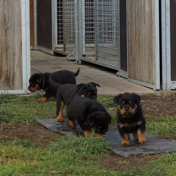 Disponibili cuccioli rottweiler | Foto 4