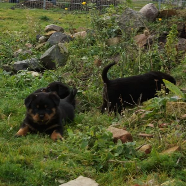 Disponibili cuccioli rottweiler | Foto 1