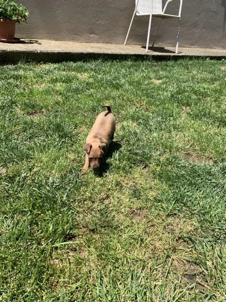 Cuccioli di Pinscher