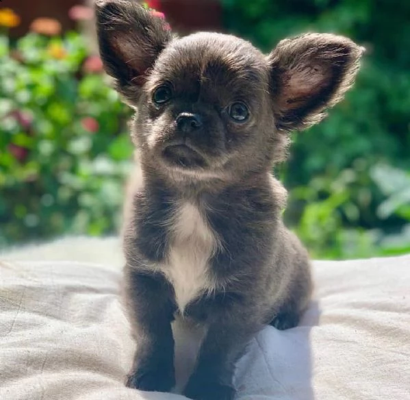 cucciolo chihuahua