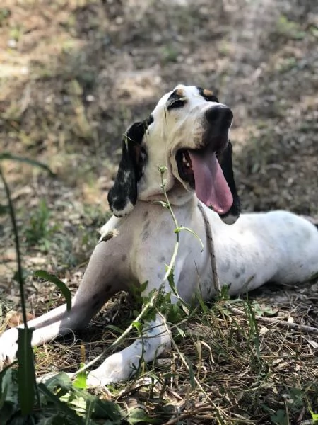 VITTORIO maschio 3 anni canile di Itri | Foto 4