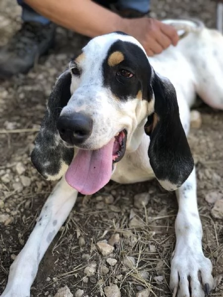 VITTORIO maschio 3 anni canile di Itri | Foto 3