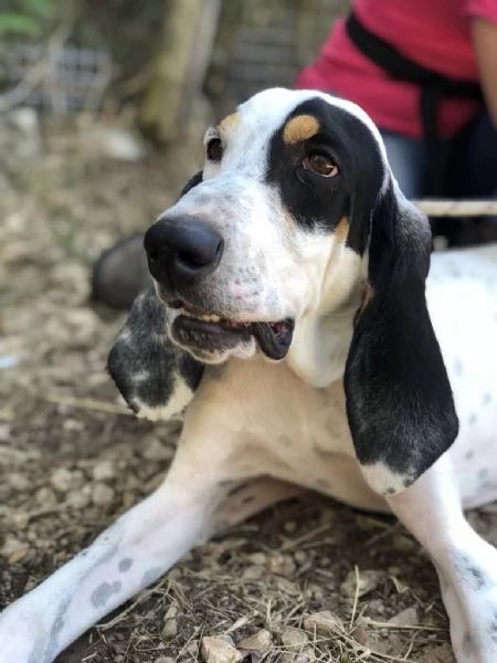 VITTORIO maschio 3 anni canile di Itri | Foto 1