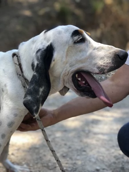 VITTORIO maschio 3 anni canile di Itri | Foto 0