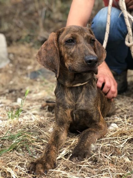 OSCAR maschio 4 mesi canile di Itri