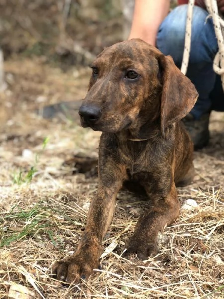 OSCAR maschio 4 mesi canile di Itri | Foto 4