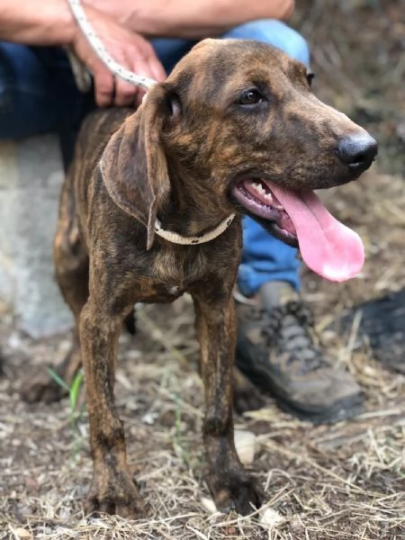 OSCAR maschio 4 mesi canile di Itri | Foto 3