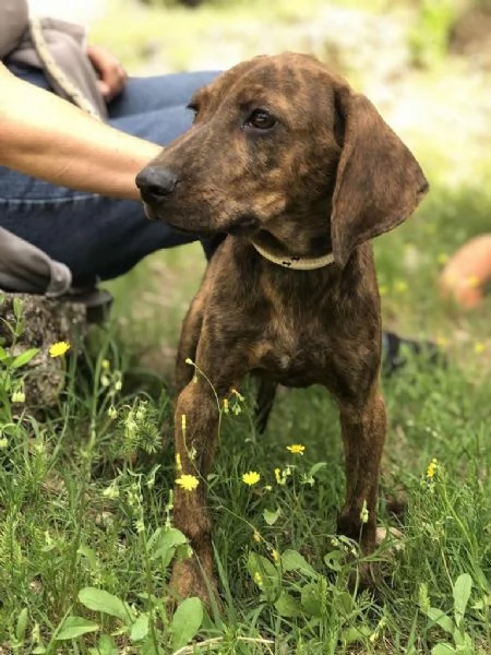 OSCAR maschio 4 mesi canile di Itri | Foto 2