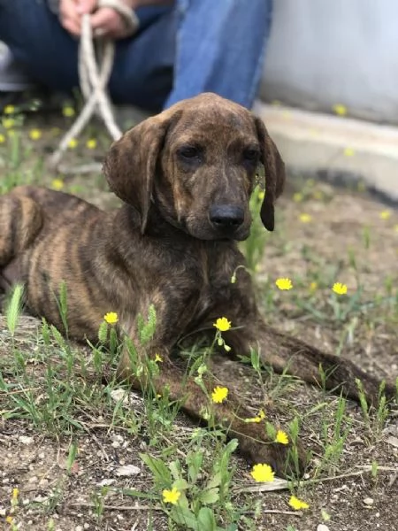 OSCAR maschio 4 mesi canile di Itri | Foto 1