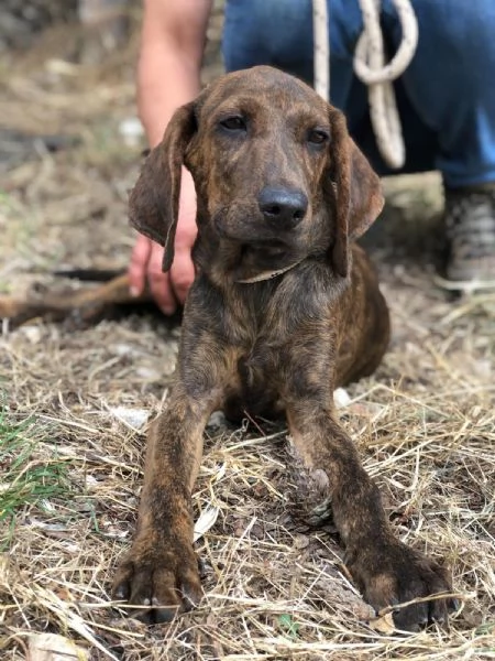 OSCAR maschio 4 mesi canile di Itri | Foto 0