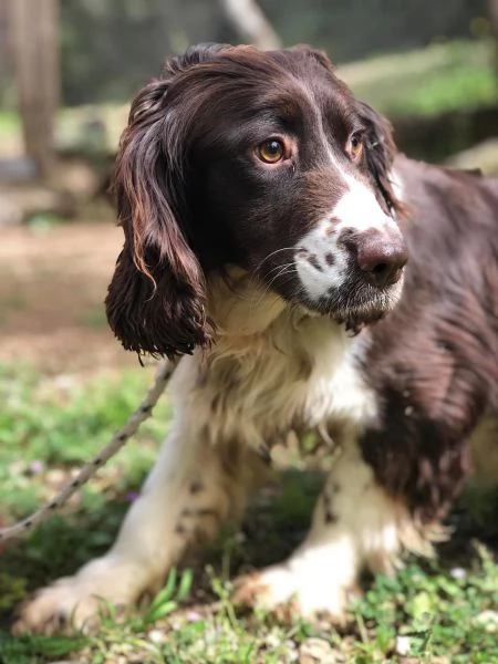 TOBIA maschio 5 anni canile di Itri