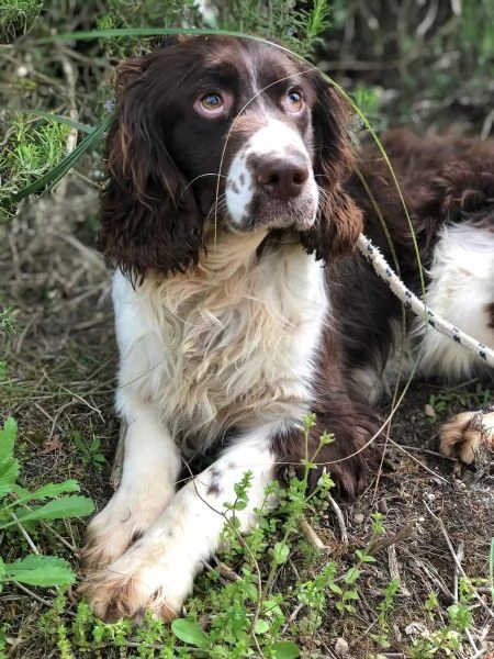 TOBIA maschio 5 anni canile di Itri | Foto 1