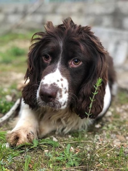 TOBIA maschio 5 anni canile di Itri | Foto 0