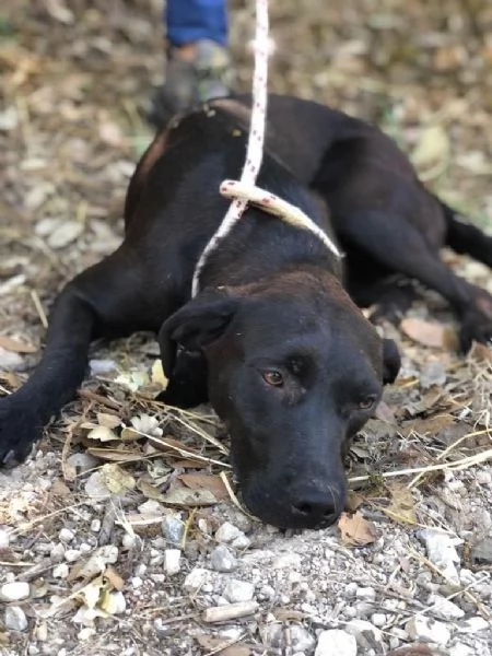 CARAMELLA femmina 9 mesi canile di Itri | Foto 0