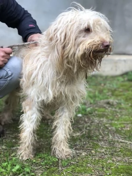 VASCO maschio 2 anni canile di Itri | Foto 2