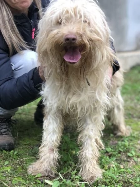 VASCO maschio 2 anni canile di Itri