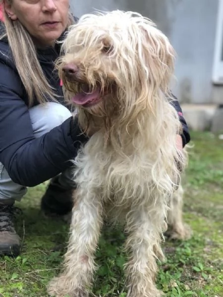 VASCO maschio 2 anni canile di Itri | Foto 1