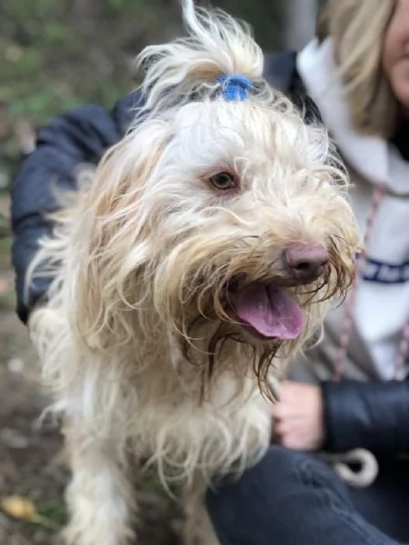 VASCO maschio 2 anni canile di Itri | Foto 0