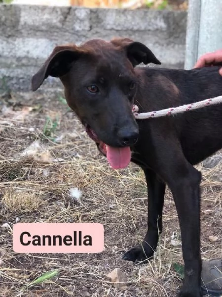 CANNELLA femmina 9 mesi canile di Itri