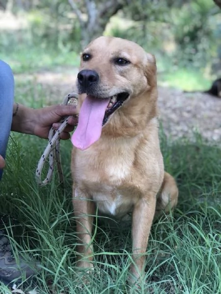 LEOPOLD maschio 3 anni canile di Itri | Foto 1