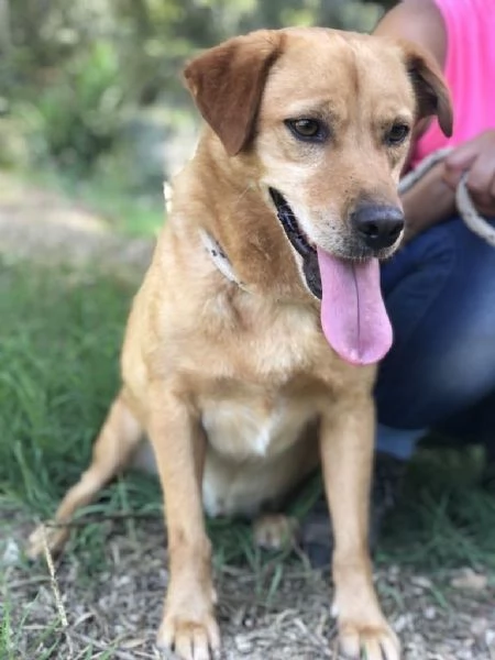 LEOPOLD maschio 3 anni canile di Itri | Foto 0