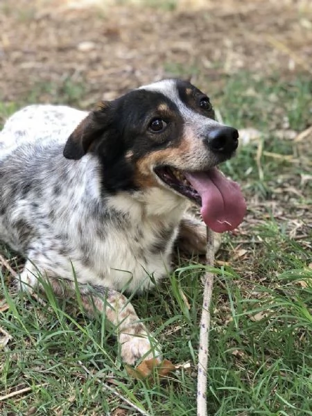 Carlos maschio 8 anni canile di Itri | Foto 3