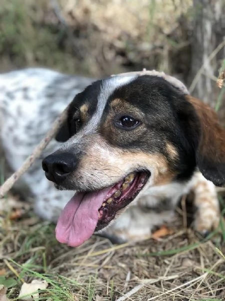 Carlos maschio 8 anni canile di Itri | Foto 2