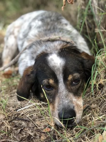 Carlos maschio 8 anni canile di Itri | Foto 0