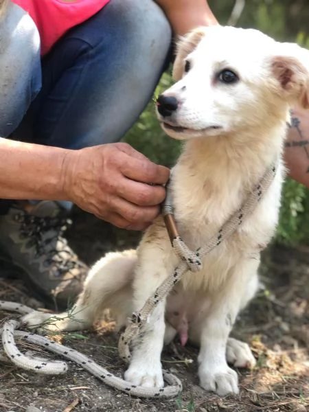 Lampone maschio 5 mesi canile di Itri | Foto 1