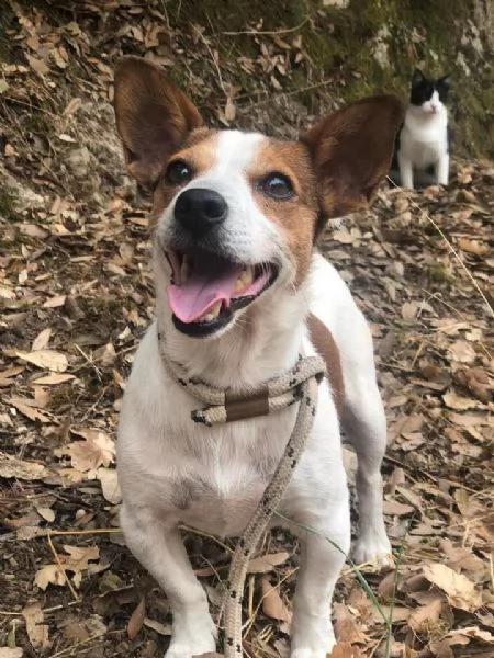 Jack maschio 2 anni canile di Itri | Foto 0