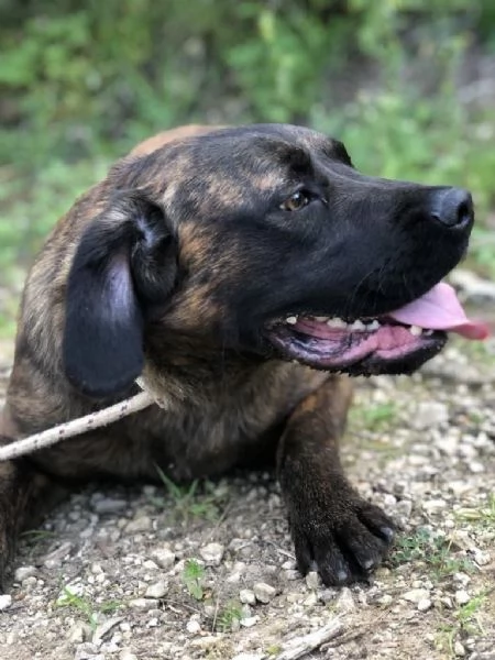 Ettore maschio 8 mesi canile di Itri | Foto 3