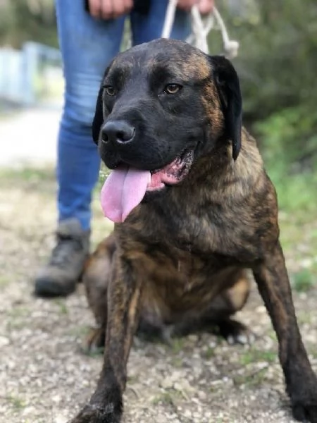 Ettore maschio 8 mesi canile di Itri | Foto 1