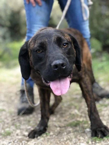 Ettore maschio 8 mesi canile di Itri | Foto 0