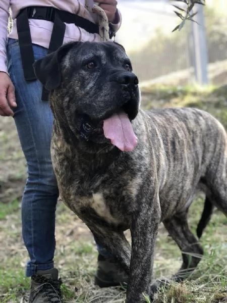 Rocco maschio 2 anni canile di Itri | Foto 3