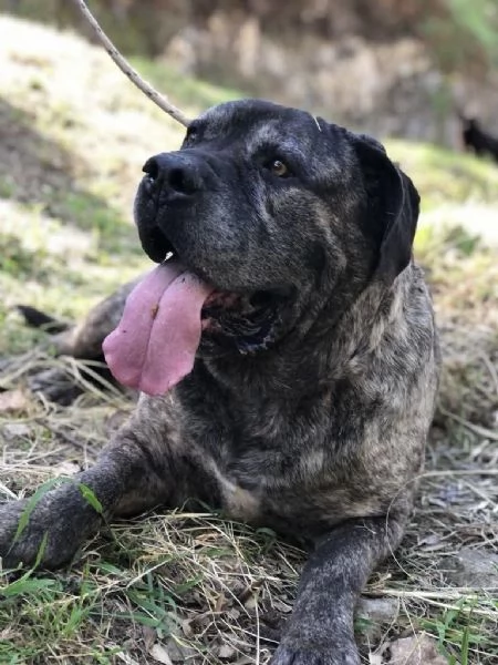 Rocco maschio 2 anni canile di Itri | Foto 1