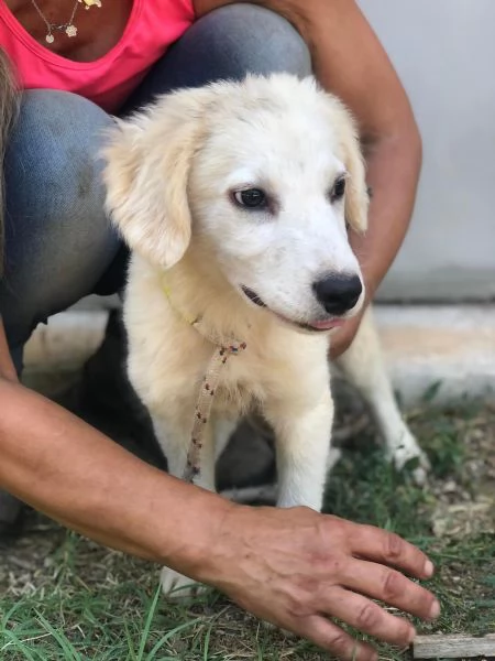 Cocco maschio 5 mesi canile di Itri | Foto 1