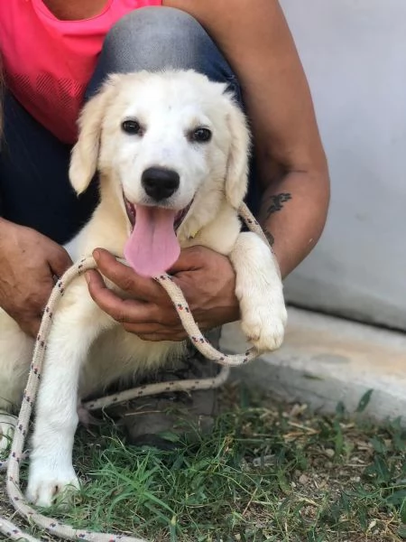 Cocco maschio 5 mesi canile di Itri | Foto 0