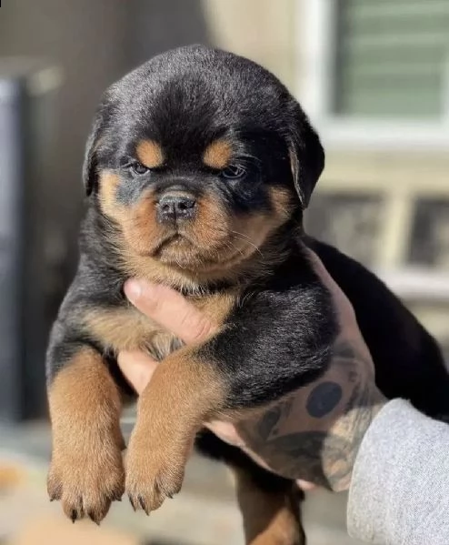 disponibili da subito cuccioli di razza rottweiler in consegna con il libretto sanitario il michroc