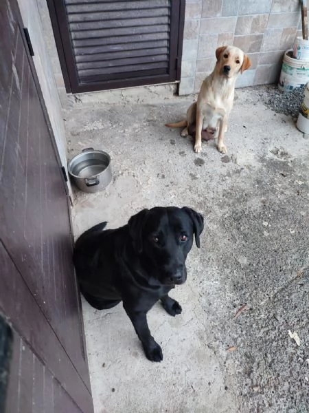 Labrador cuccioli 