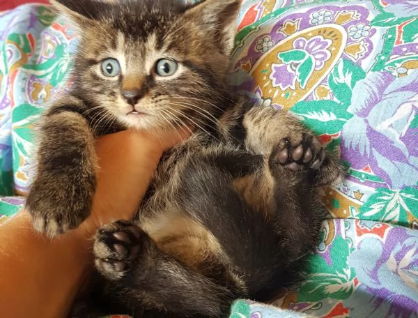 Gattino maschio siberiano europeo  | Foto 0